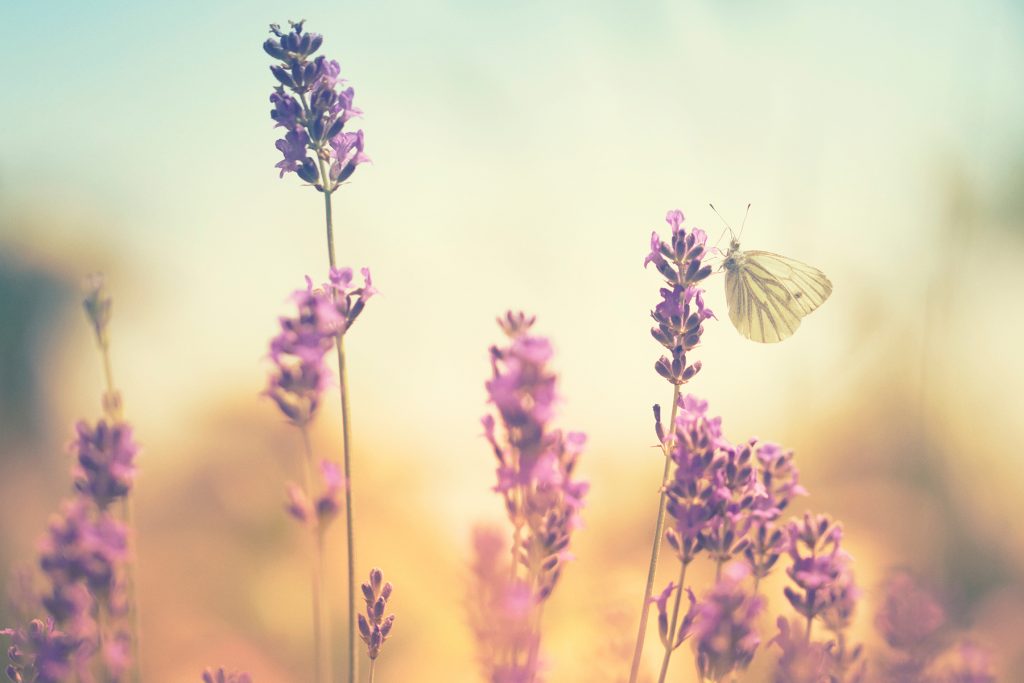 A butterfly sits in a field of purple flowers.