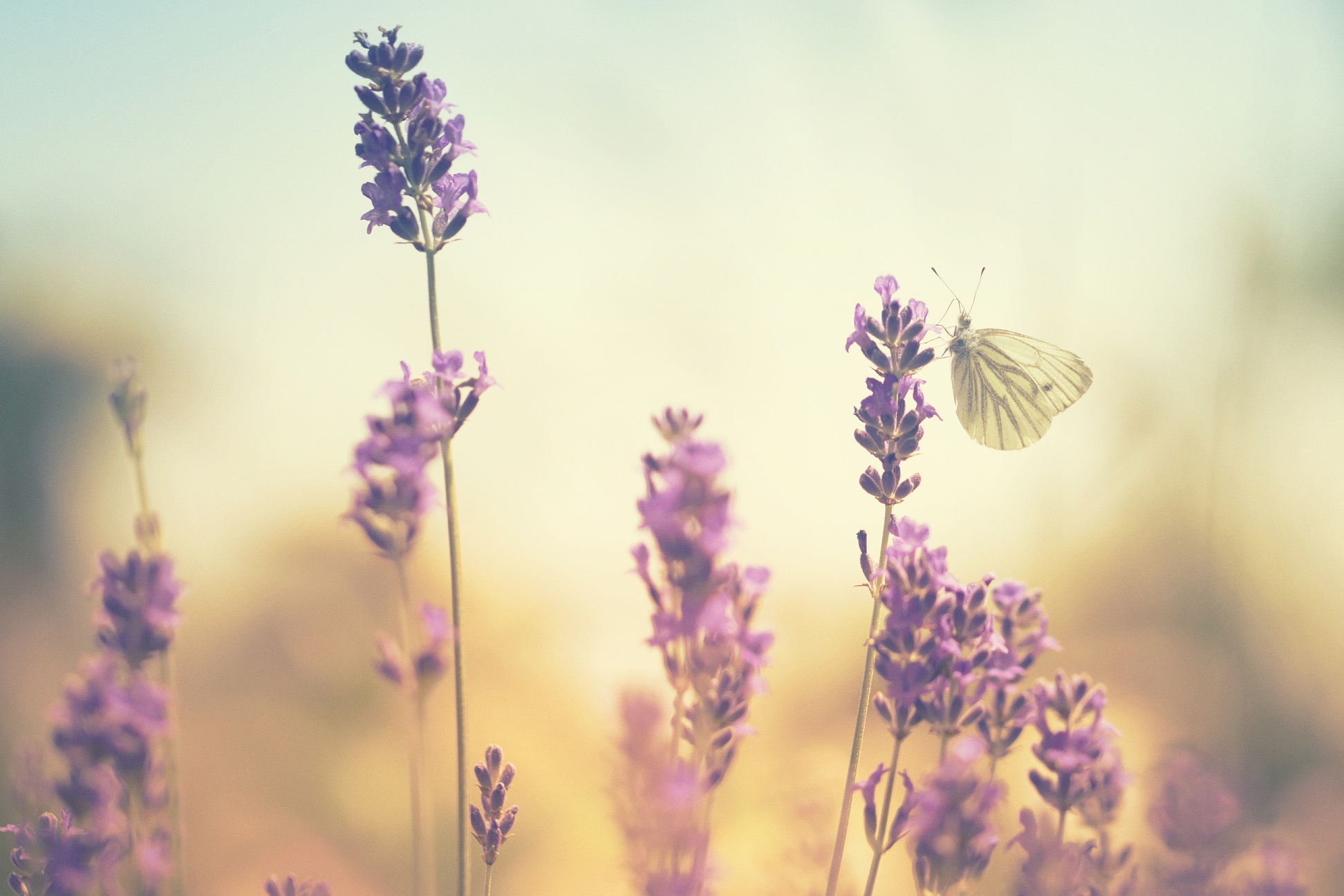 A butterfly rests in a field of lavender